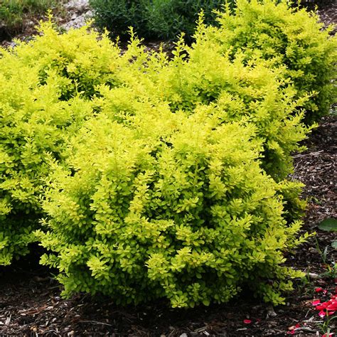sunjoy citrus barberry in winter